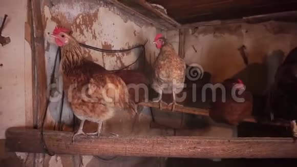 母鸡坐在鲈鱼上库珀农场视频的预览图
