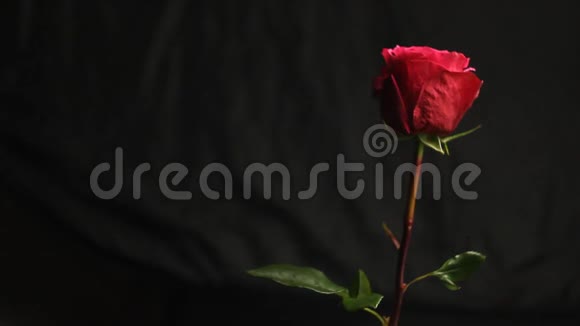 红色玫瑰花蕾在黑色模糊的背景上肥皂泡落在花上特写镜头气泡美丽柔软的垂直玫瑰视频的预览图