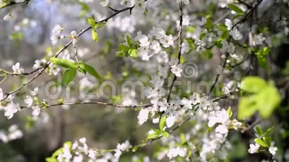苹果杏树在大自然的花园里开花视频的预览图