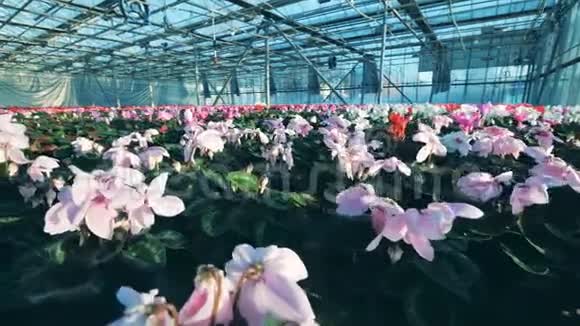 在一个特殊的温室里种植许多盆子视频的预览图