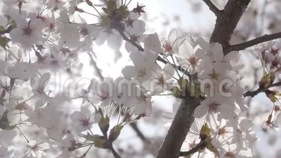 用阳光合上樱花视频的预览图