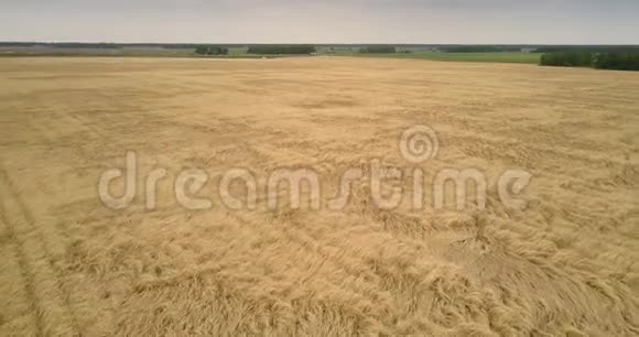 令人惊叹的上景覆盖着小麦的广阔农田视频的预览图