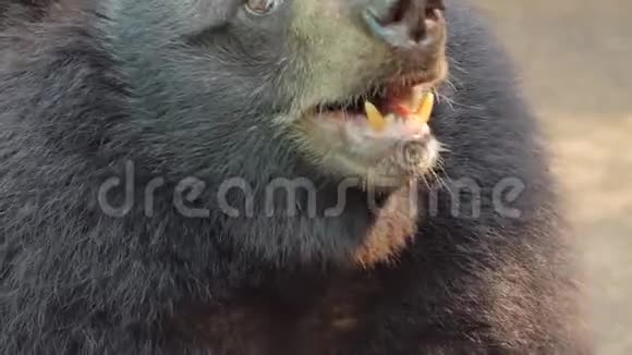 年轻的亚洲黑熊的脸视频的预览图