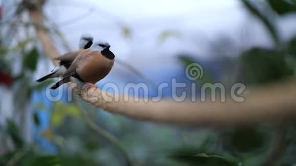 有故事的鸟两只鸟坐在花园里的绳子上象征着爱4K慢慢视频的预览图