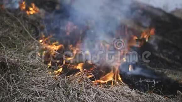 草原大火干草在灌木丛中燃烧在灌木丛区域燃烧气候变化火灾频率增加破坏视频的预览图