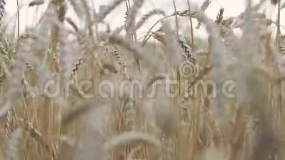 黄金麦田景观心灵和平主题视频的预览图