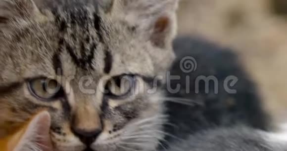 三只可爱的小猫的脸视频的预览图