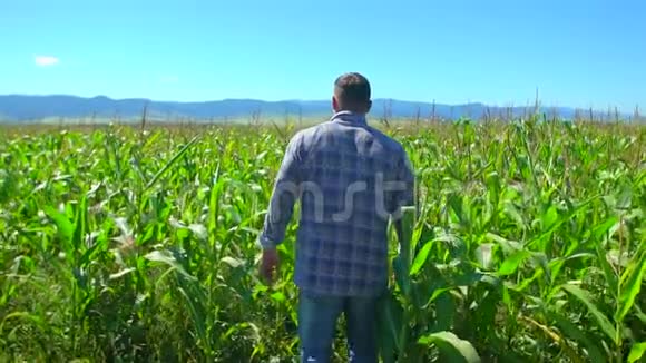 农夫穿过玉米种植园男农手手检查有机植物品质视频的预览图