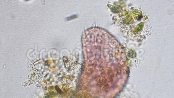 光学显微镜下的轮虫放大视频的预览图