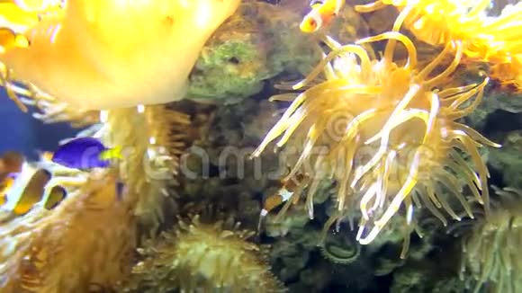 许多尼莫鱼两栖动物漂浮在珊瑚之间在海底进行水下勘测视频的预览图