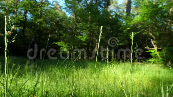 一个长胡子的人穿着短裤和背包走过森林的空地娱乐旅费视频的预览图
