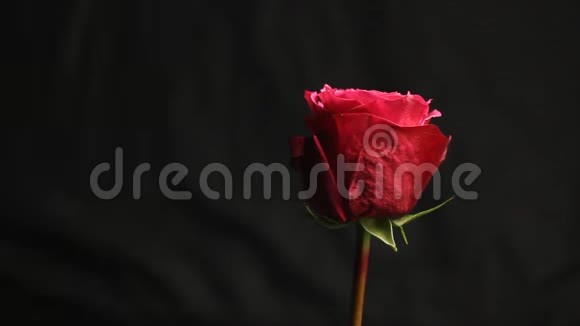 红色玫瑰花蕾在黑色模糊的背景上肥皂泡落在花上特写镜头气泡美丽柔软的垂直玫瑰视频的预览图