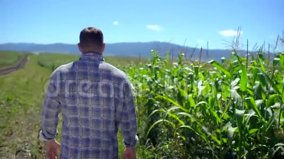 农夫穿过玉米种植园男农手手检查有机植物品质视频的预览图