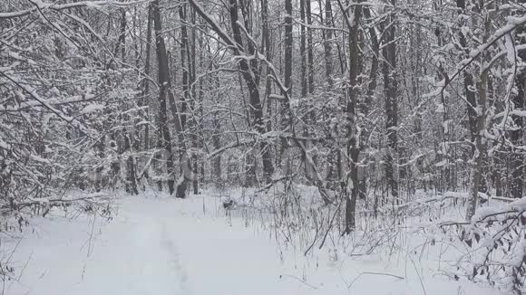 雪落在美丽的冬林里视频的预览图