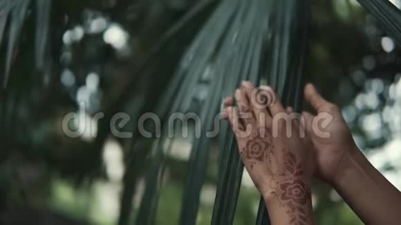 东方女人的手抚摸着热带棕榈树的绿叶特写视频的预览图
