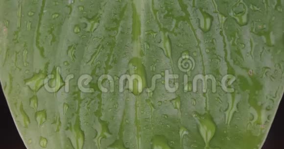 宏观特写雨点落在绿叶上水流顺着床单流下视频的预览图