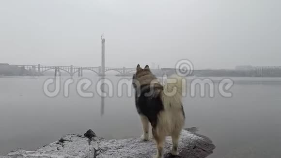 马拉穆特哈士奇狗站在河上雾里雪落在水里视频的预览图