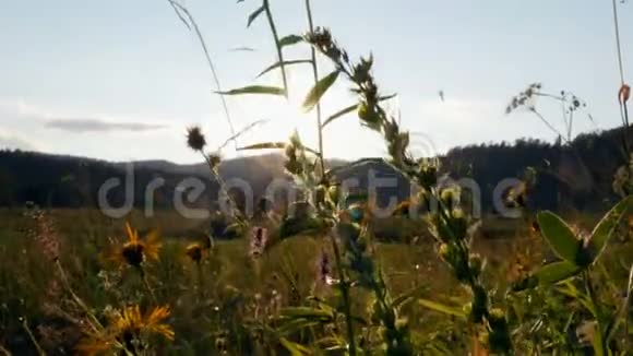 植物生长在田野里视频的预览图