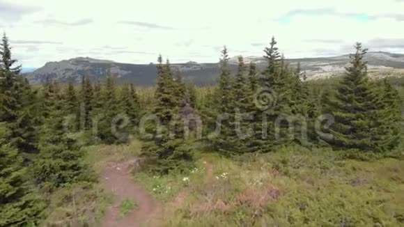 丘陵附近的针叶林视频的预览图