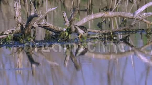 鸟沙痞男个体走过沼泽寻找食物并食用它夏日晴朗的早晨视频的预览图