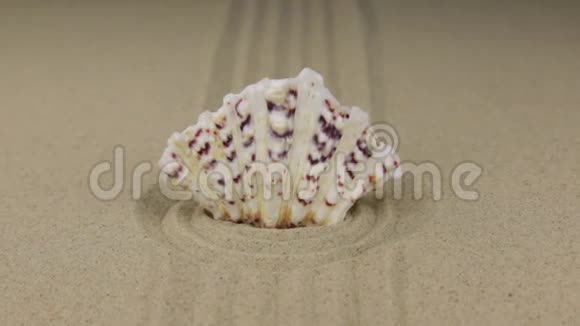 放大贝壳突出在一个由沙子组成的圆圈的中心视频的预览图