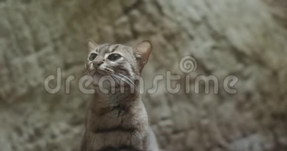 一只生锈的斑点猫的肖像视频的预览图