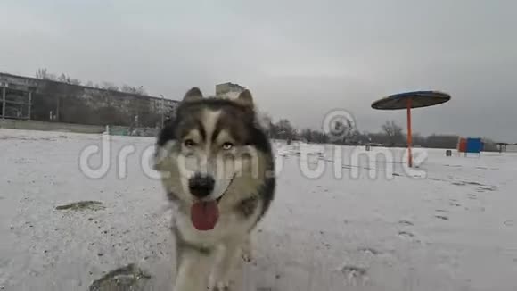美丽的狗慢慢地沿着积雪覆盖的海岸奔跑视频的预览图