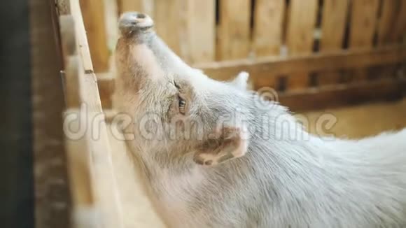 小女孩在宠物动物园喂斑点猪视频的预览图