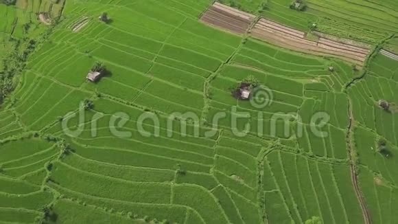 稻田空中景观无人机在越南萨帕种植水稻农业和粮食工业视频的预览图