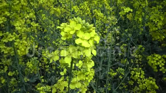 甘蓝型油菜或甘蓝型油菜视频的预览图