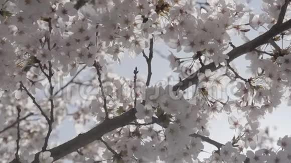 春天与樱花树合拢视频的预览图