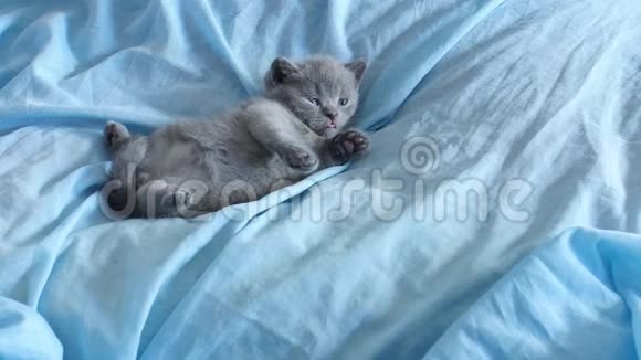 蓝色床上用品上的英国小猫视频的预览图