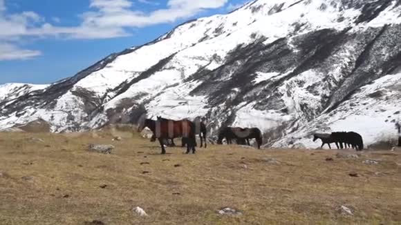 山上有一群野马穿过山口视频的预览图