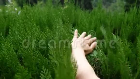 一个女孩把她的手放在柔软的绿色灌木丛上享受着大自然的抚摸视频的预览图