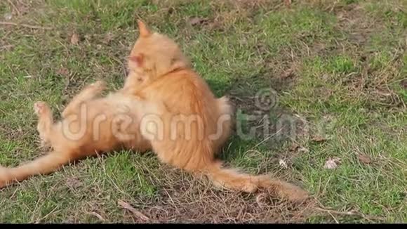夏天绿草中的猫美丽的红猫黄眼睛视频的预览图