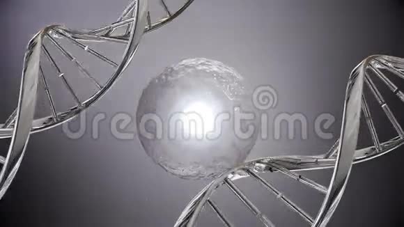 有丝分裂和DNA视频的预览图