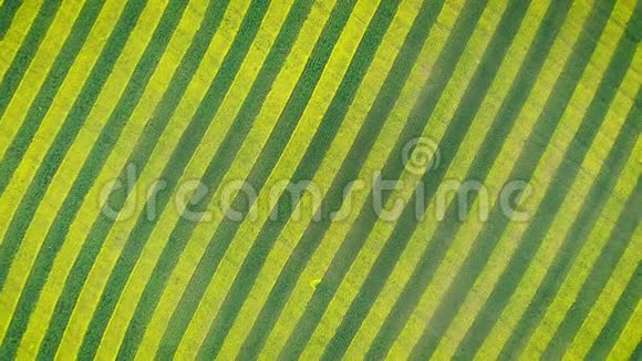 油菜花青黄带斑斑纹在农田中的应用视频的预览图