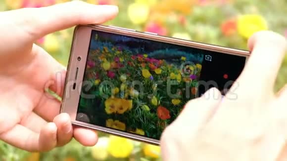 在智能手机上拍摄鲜花并按下手机屏幕特写视频的预览图