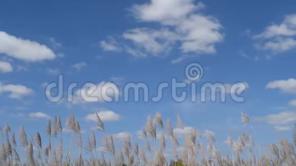 云和天空面前的草和微风视频的预览图
