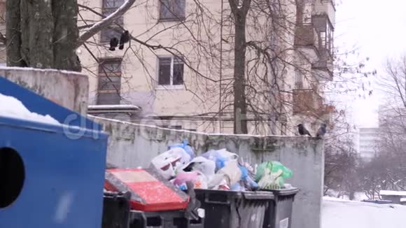 杰克和乌鸦坐在垃圾桶上下雪了环境污染废物分类环境保护视频的预览图