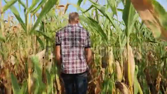 Stedicam年轻农民查看玉米棒生长进度视频的预览图