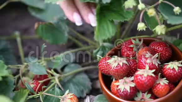 女性手在盘子里采摘成熟的草莓视频的预览图