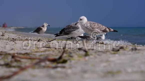 海边的鸟视频的预览图