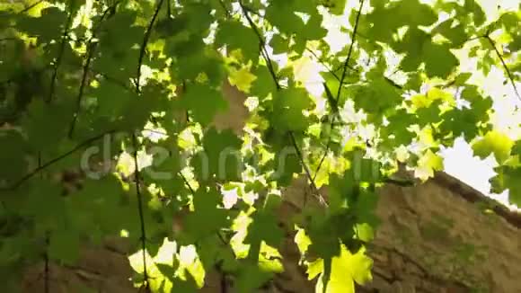 阳光透过树叶和树从石壁生长视频的预览图