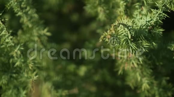装饰杜松灌木在现场视频的预览图