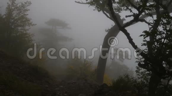 雾蒙蒙的森林视频的预览图
