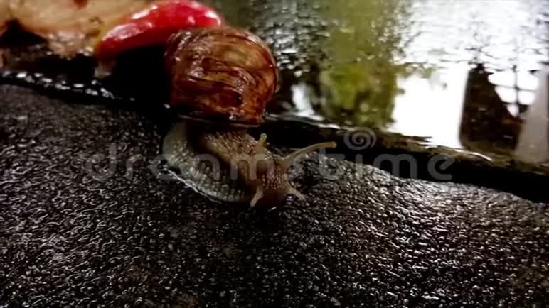 蜗牛在雨中爬行在苹果面前视频的预览图