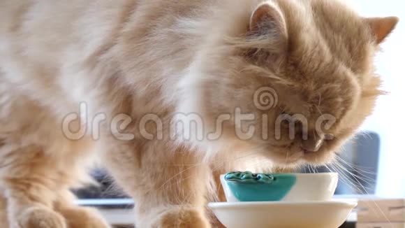 波斯猫饮水慢动作视频的预览图