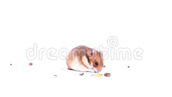 白色背景的小矮人小仓鼠吃的白色背景的小仓鼠吃的视频的预览图