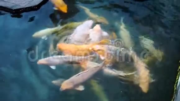 池塘里美丽的彩色鱼印度尼西亚巴厘的塔曼提塔贾加寺视频的预览图